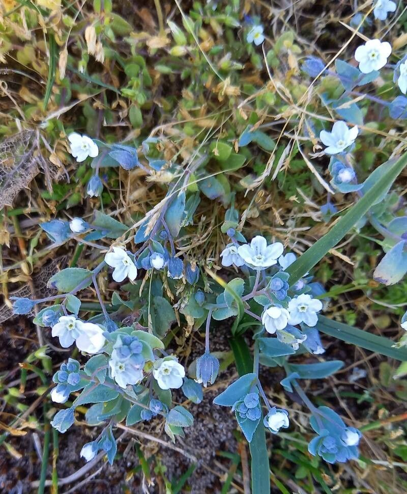 Iberodes littoralis flower