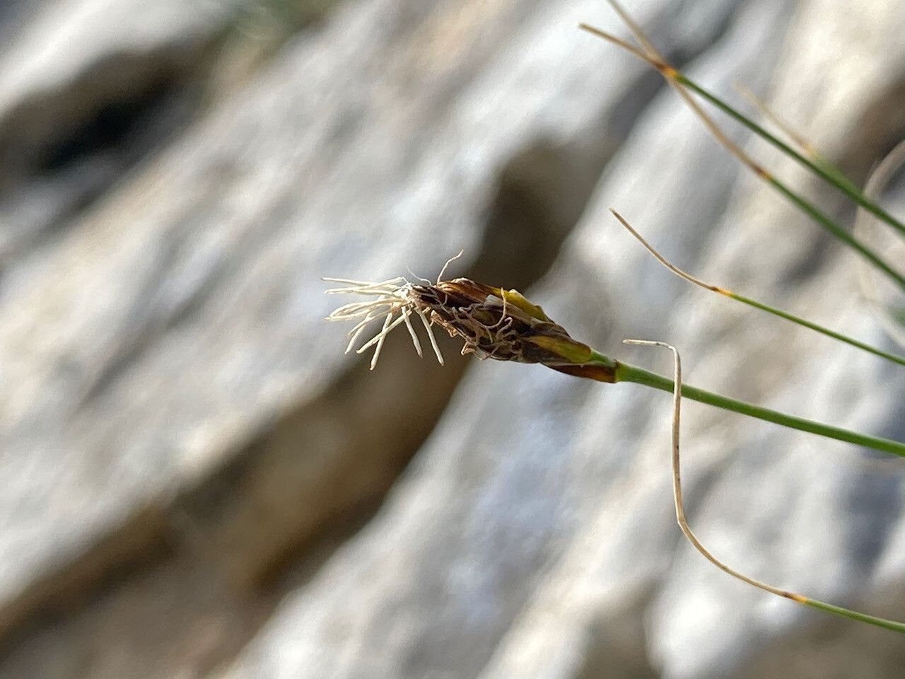 Carex curvula flower