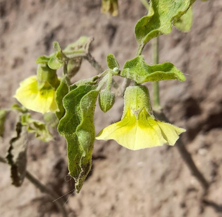 Physalis viscosa flower