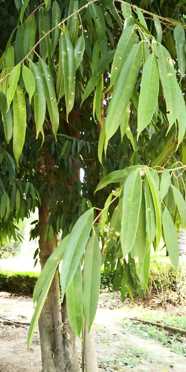 Ficus stenophylla — search result for 'Ficus'