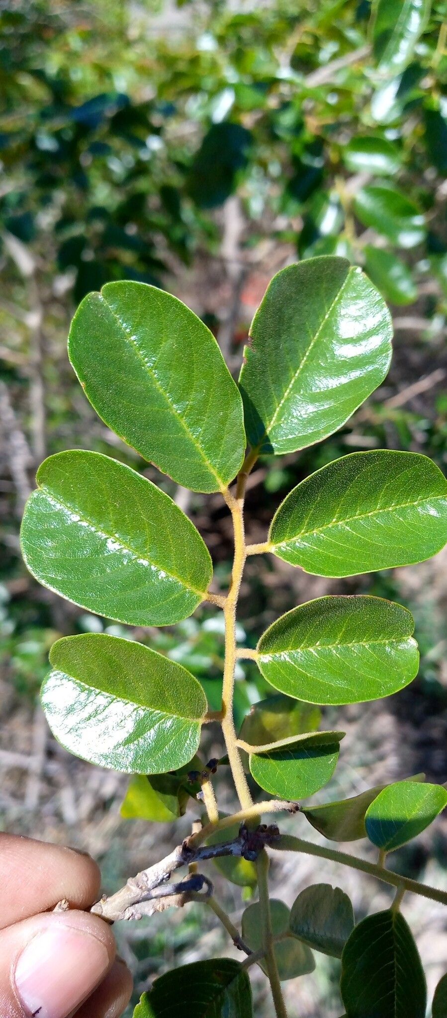 Dalbergia chermezonii leaf