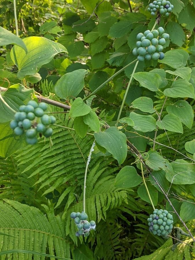 Smilax herbacea fruit