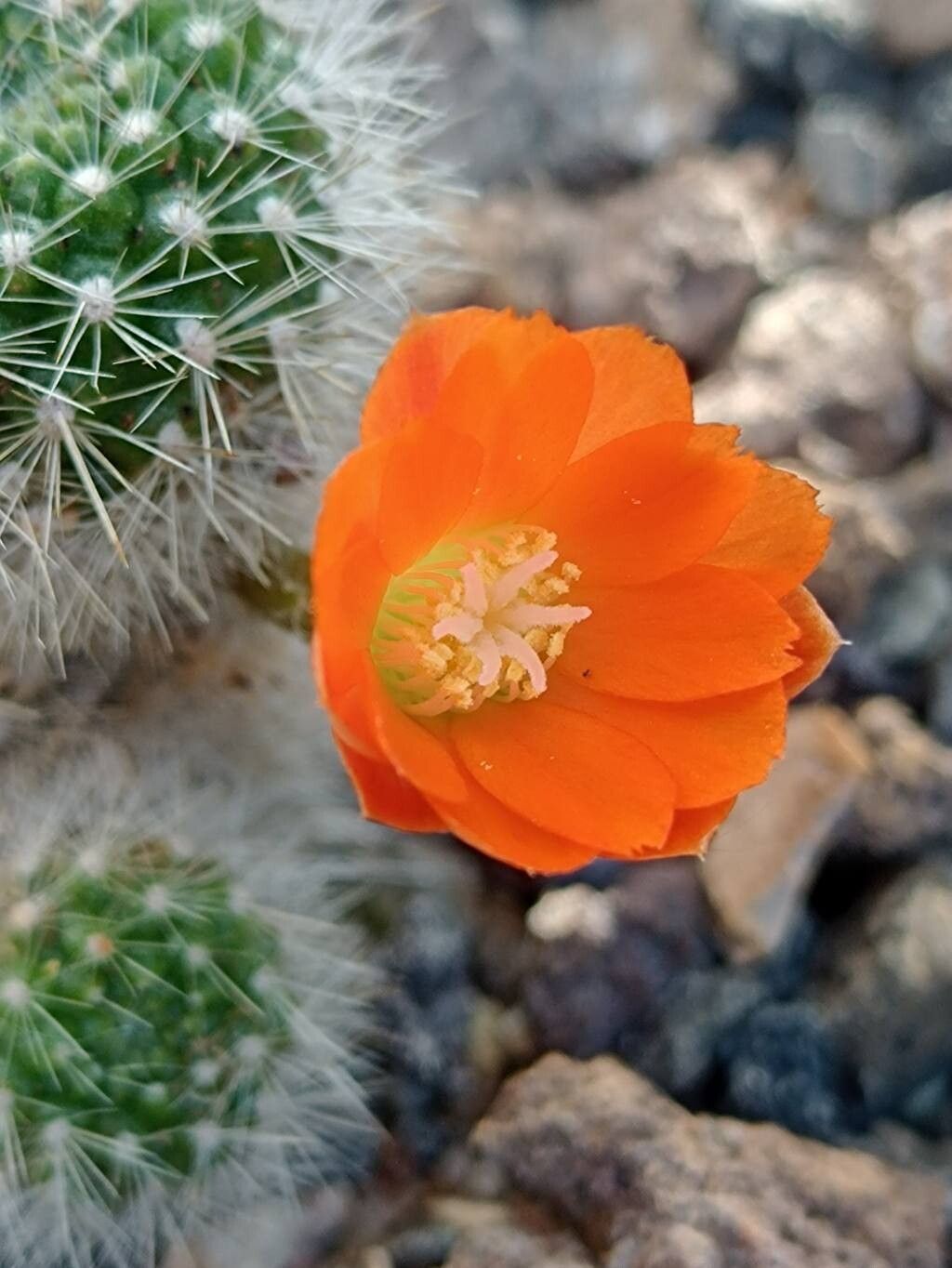 Aylostera spinosissima flower