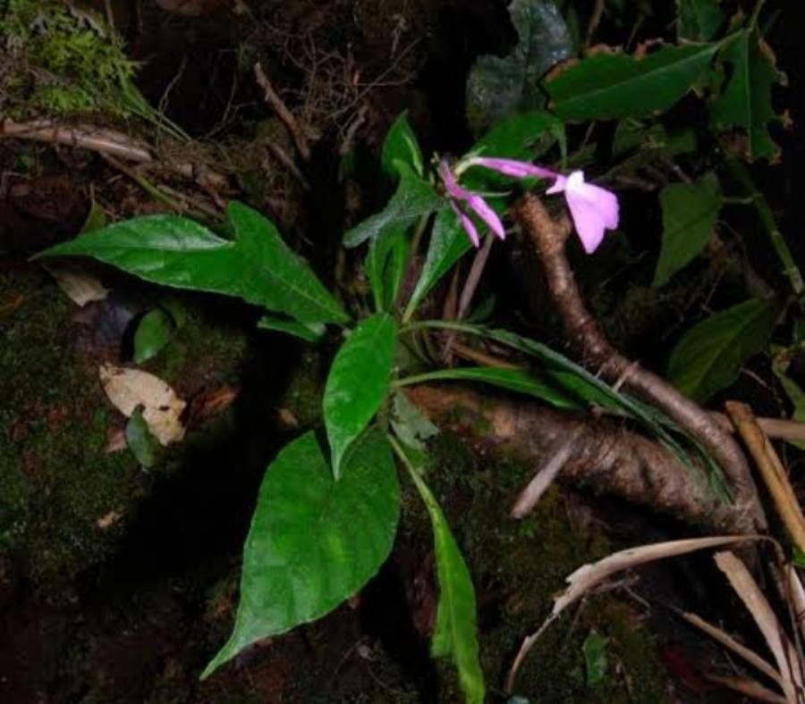 Pseuderanthemum cuspidatum — related species from the same genus