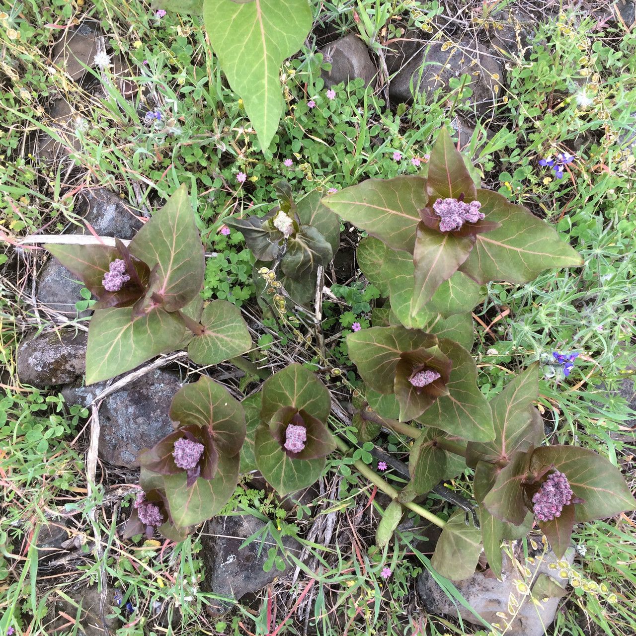 Asclepias cordifolia habit