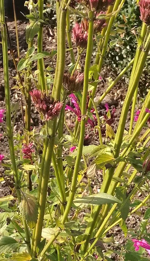 Agastache mexicana bark