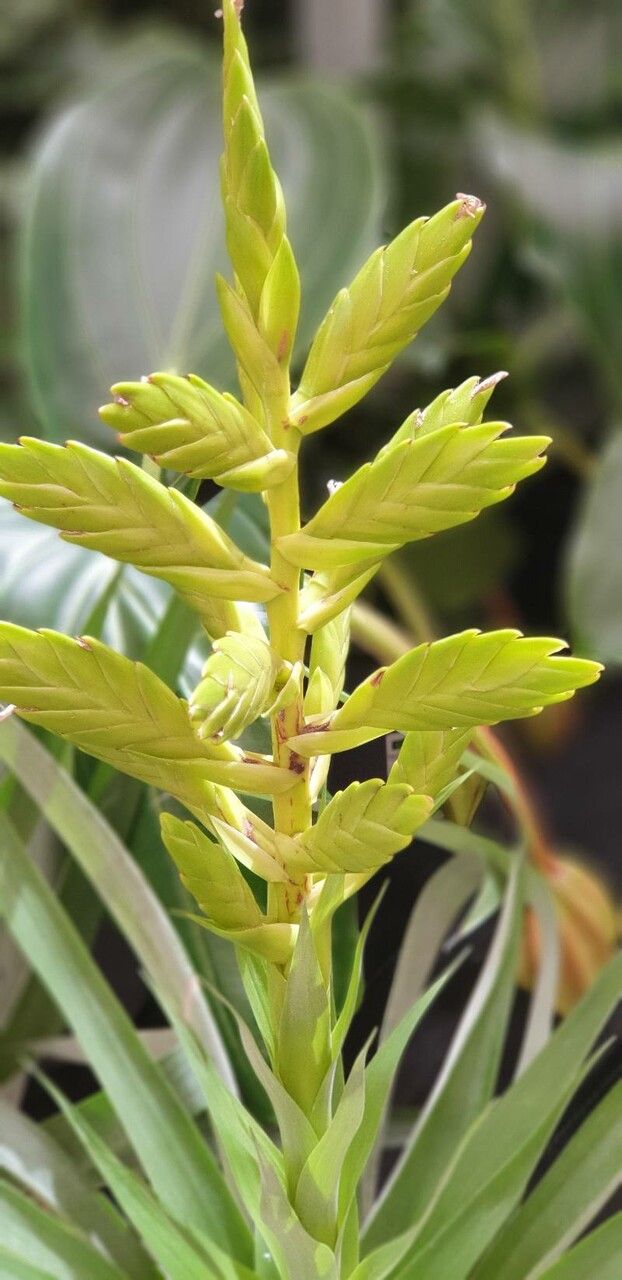Tillandsia oerstediana flower