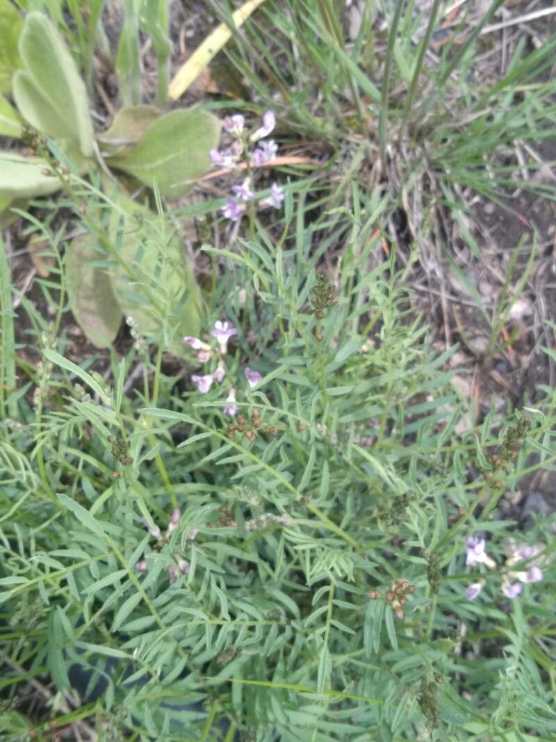 Astragalus austriacus — search result for 'Astragalus'