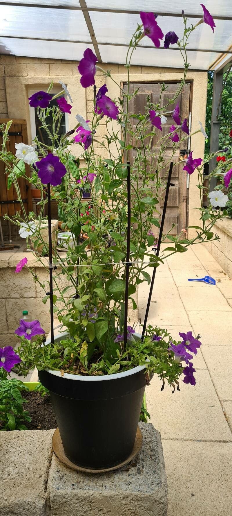 Petunia x atkinsiana flower