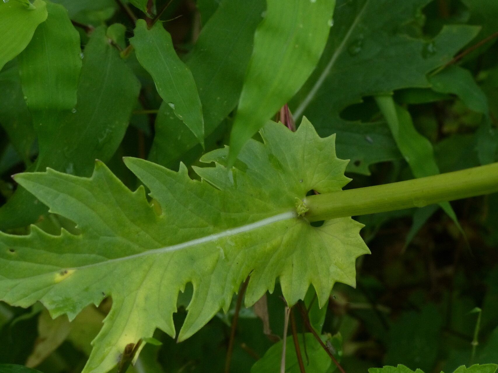 Gynura amplexicaulis