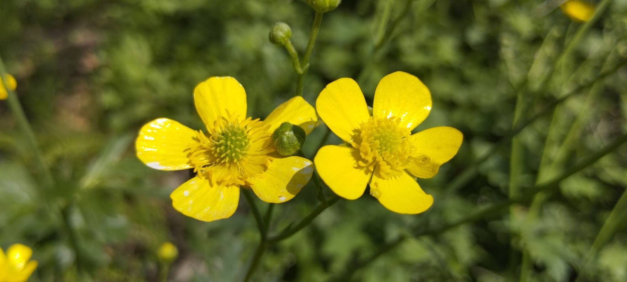 Ranunculus distans flower