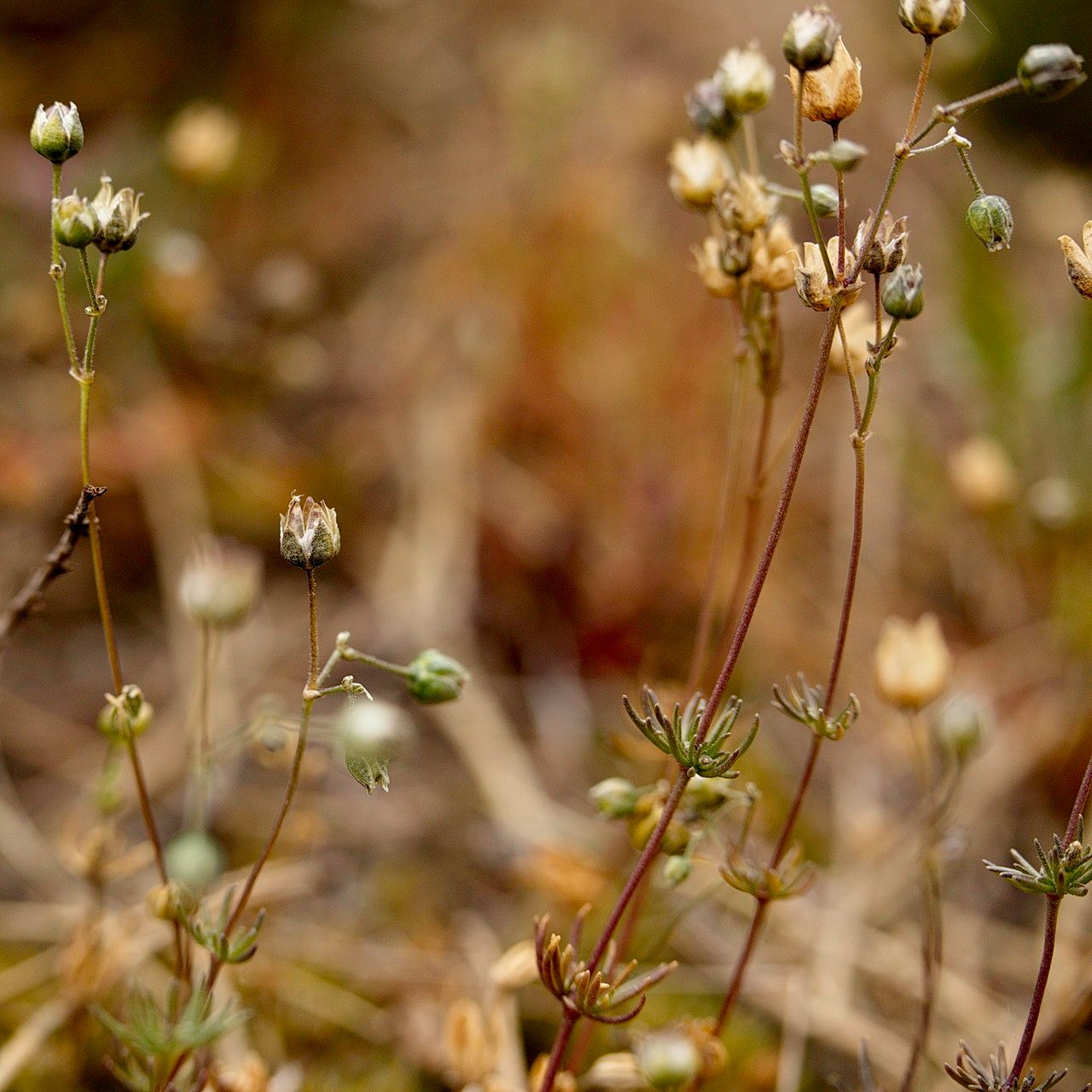 Spergula morisonii fruit