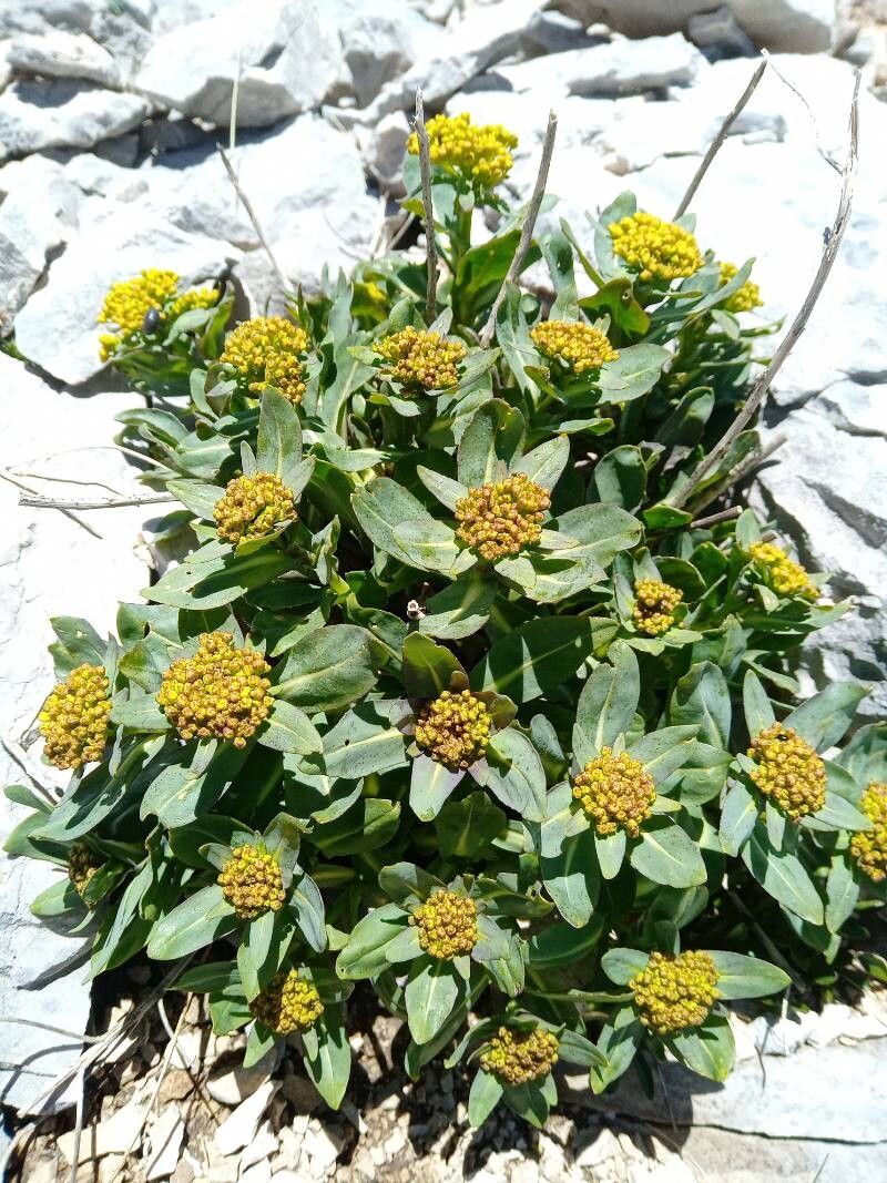 Isatis apennina flower