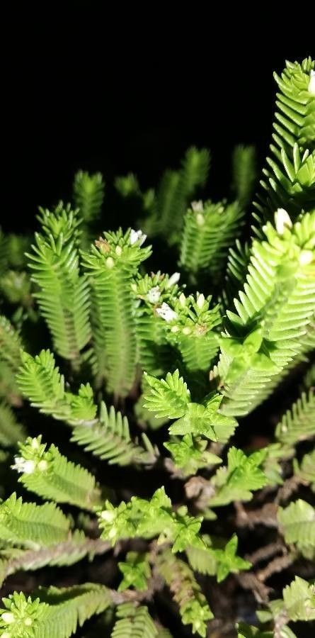 Crassula ericoides flower