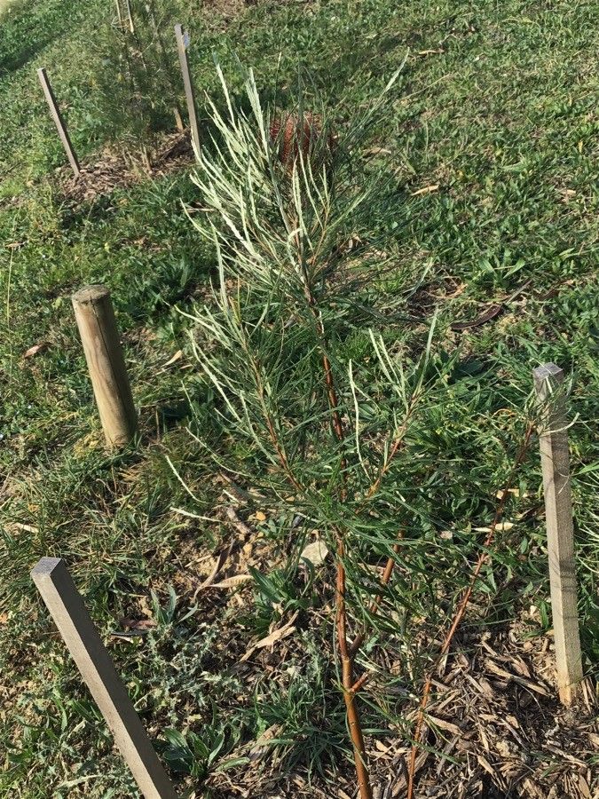 Banksia occidentalis — search result for 'Banksia'