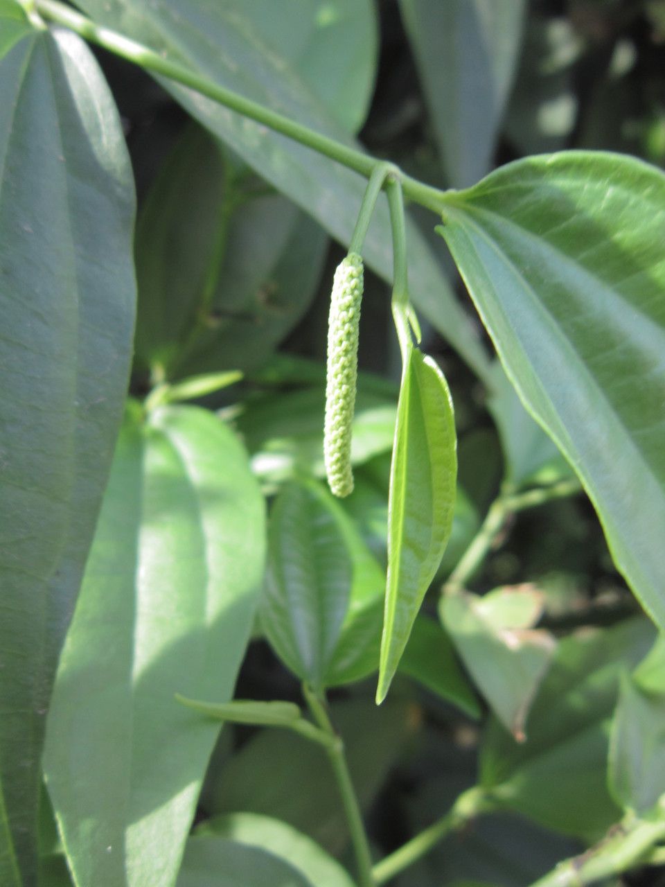Piper arboreum fruit