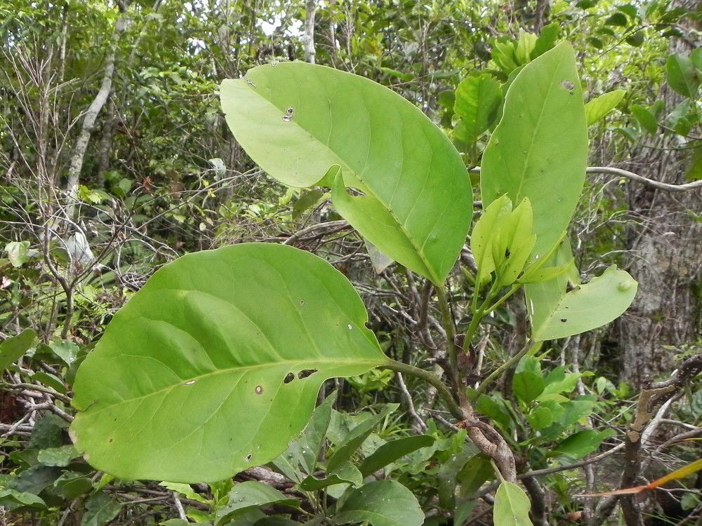 Oxera coronata habit