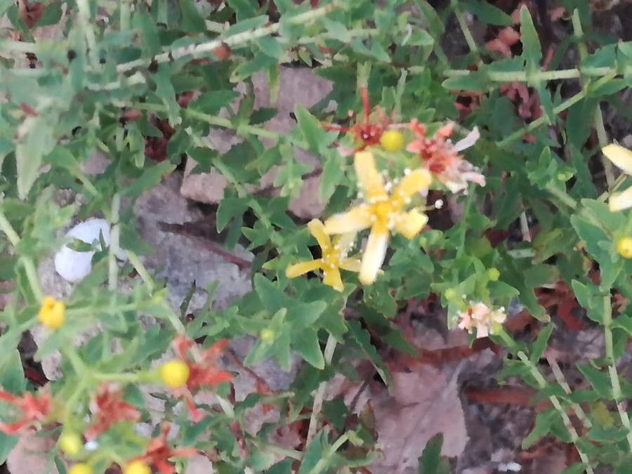 Hypericum triquetrifolium bark
