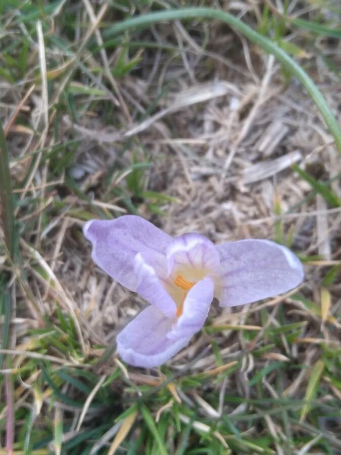 Crocus adanensis flower