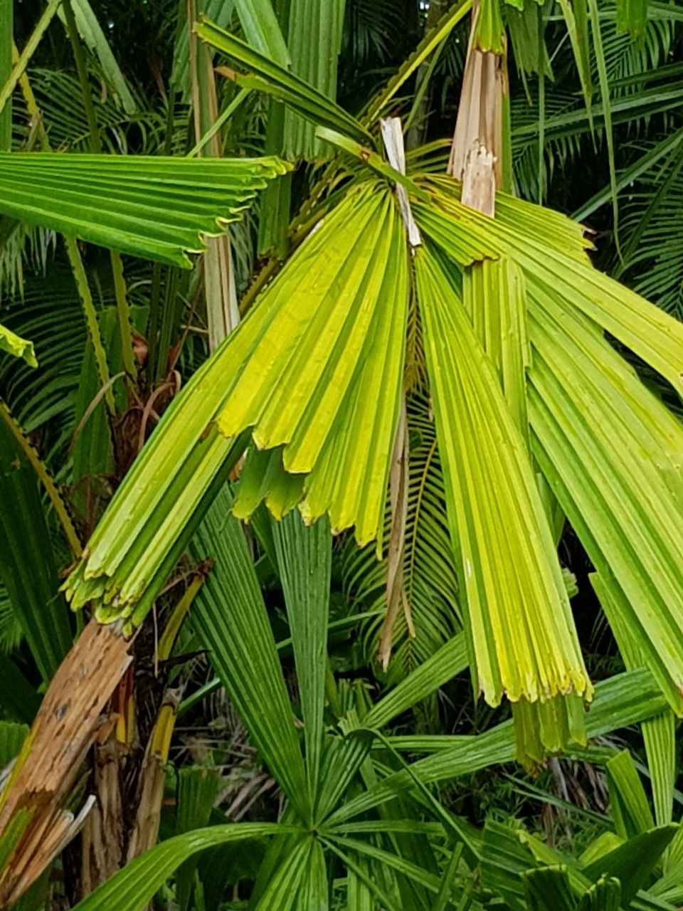 Licuala rumphii — search result for 'Licuala'