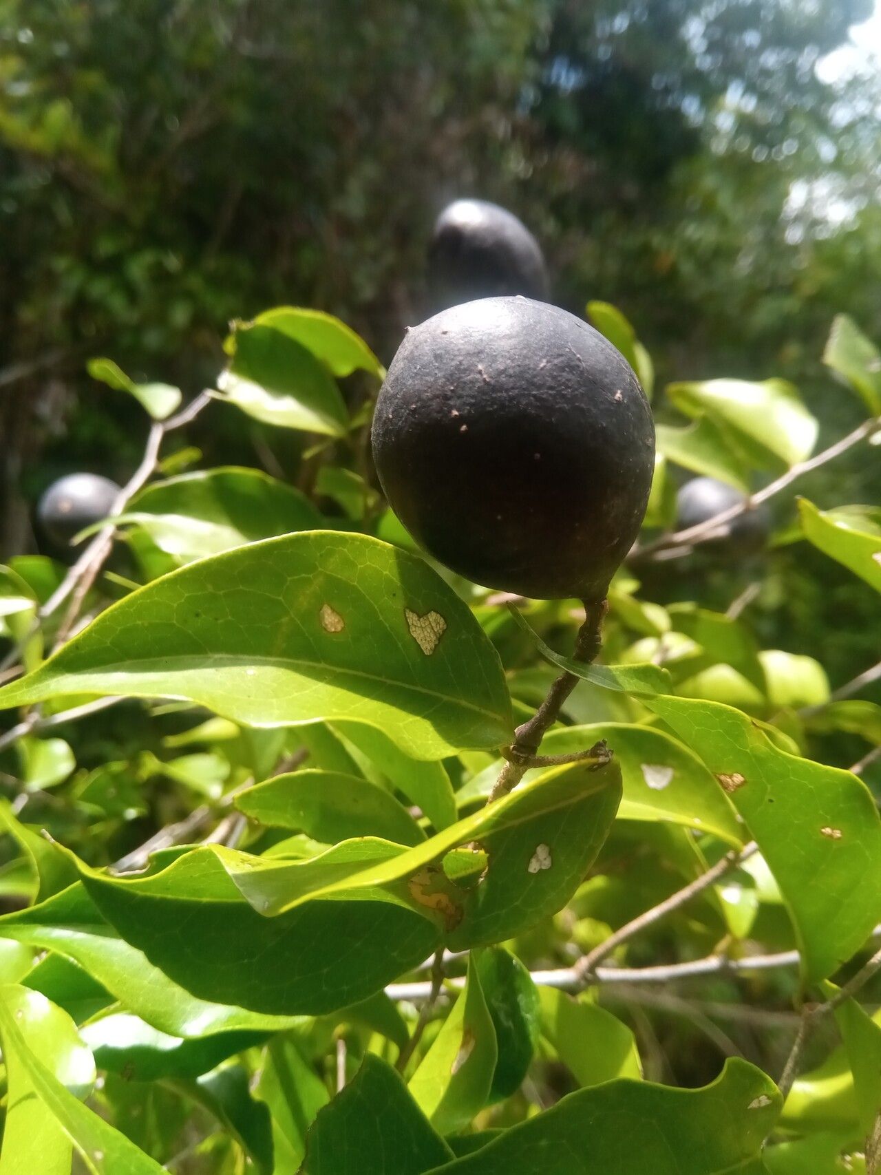 Dialium unifoliolatum fruit