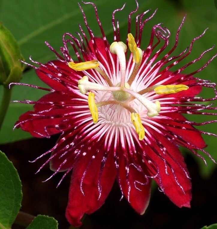 Passiflora pittieri — houseplant care guide