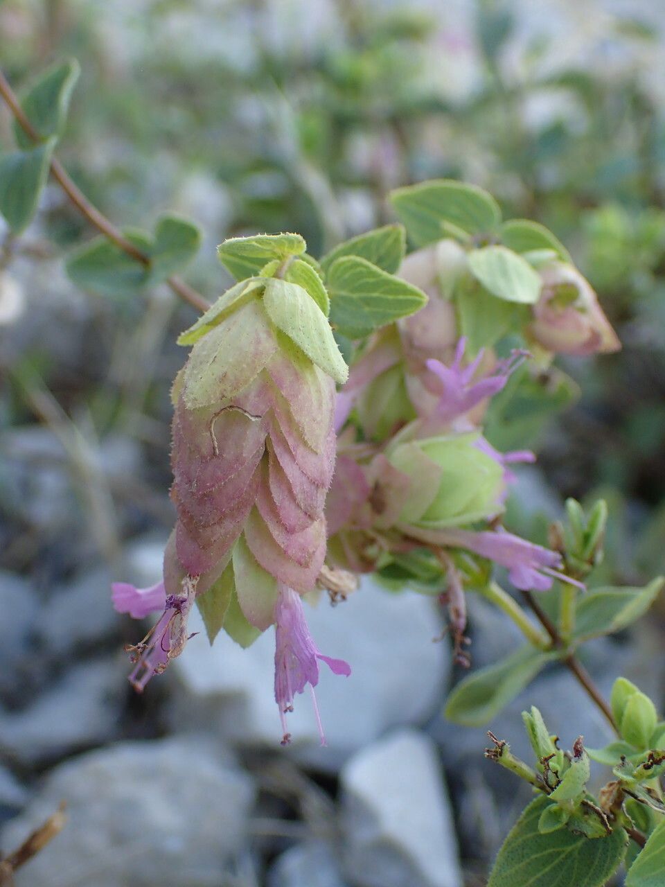 Origanum scabrum flower