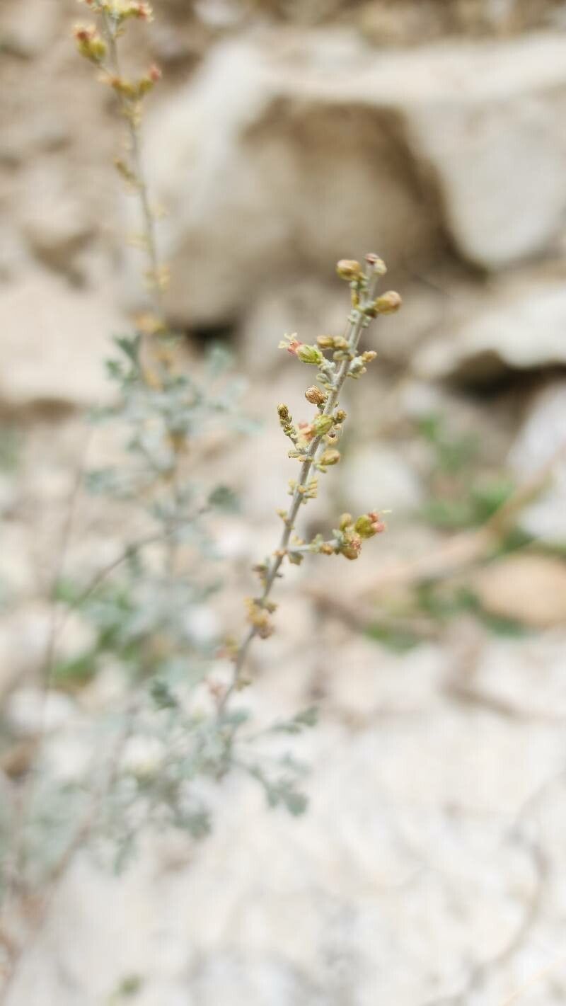 Artemisia sieberi flower