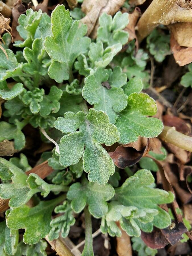 Chrysanthemum × rubellum — houseplant care guide