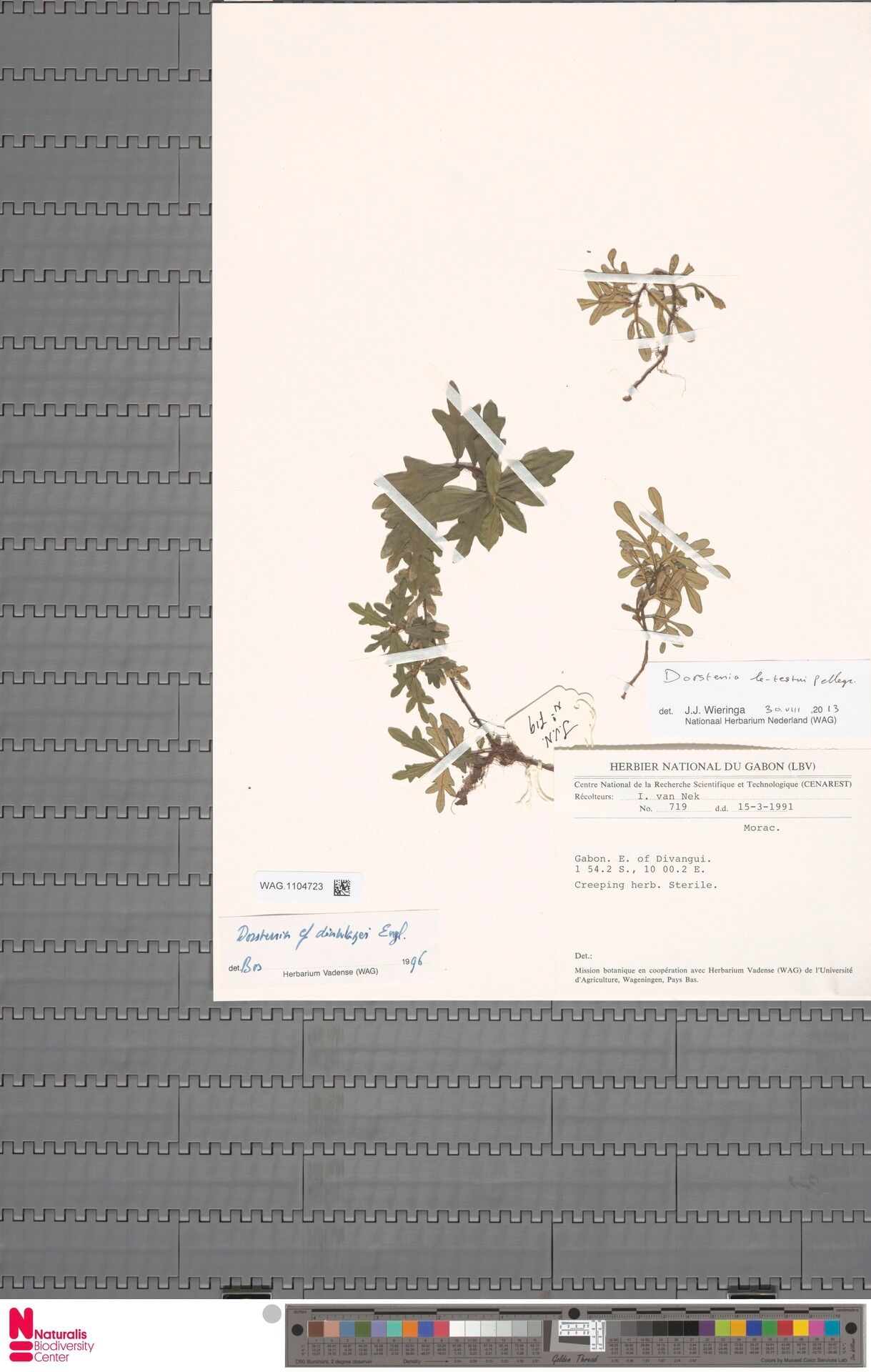 Dorstenia letestui — search result for 'Dorstenia'