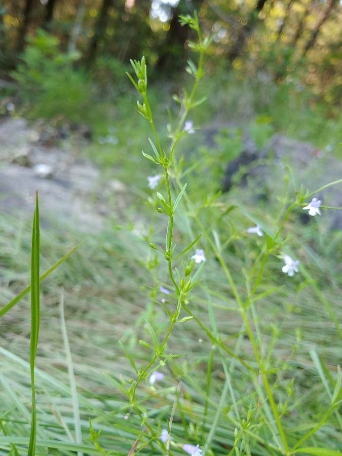 Clinopodium glabellum — search result for 'Kentucky'