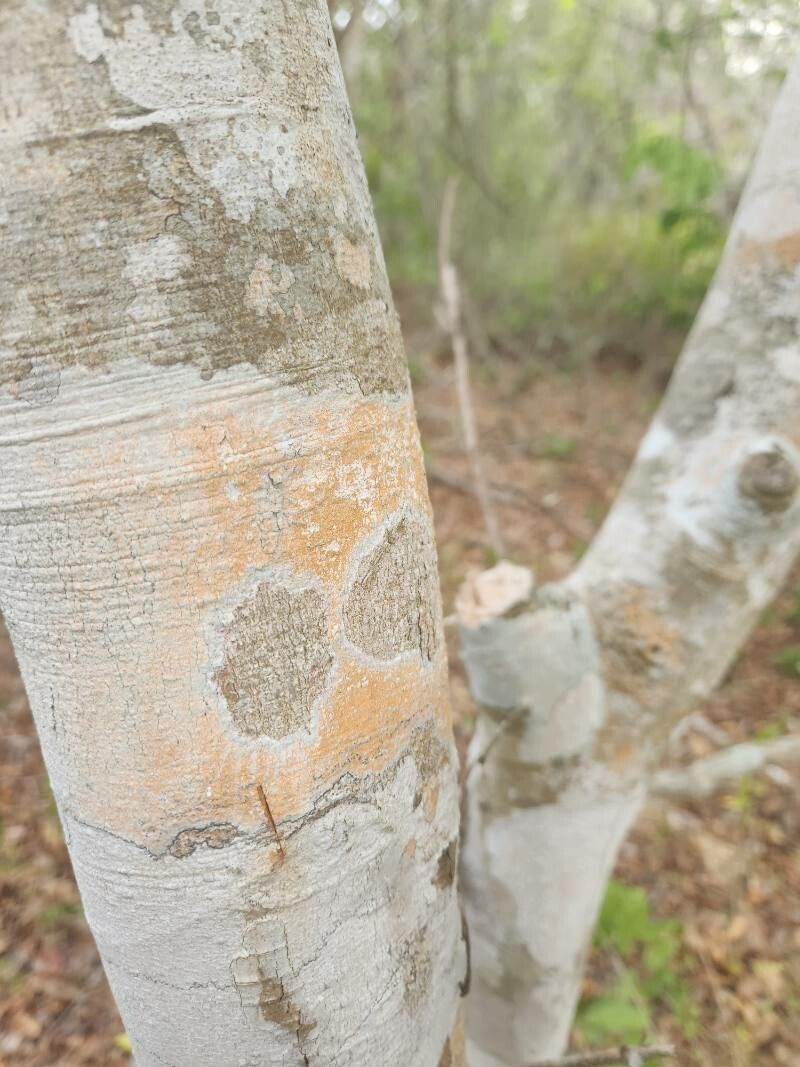 Combretum schumannii — search result for 'Combretum'