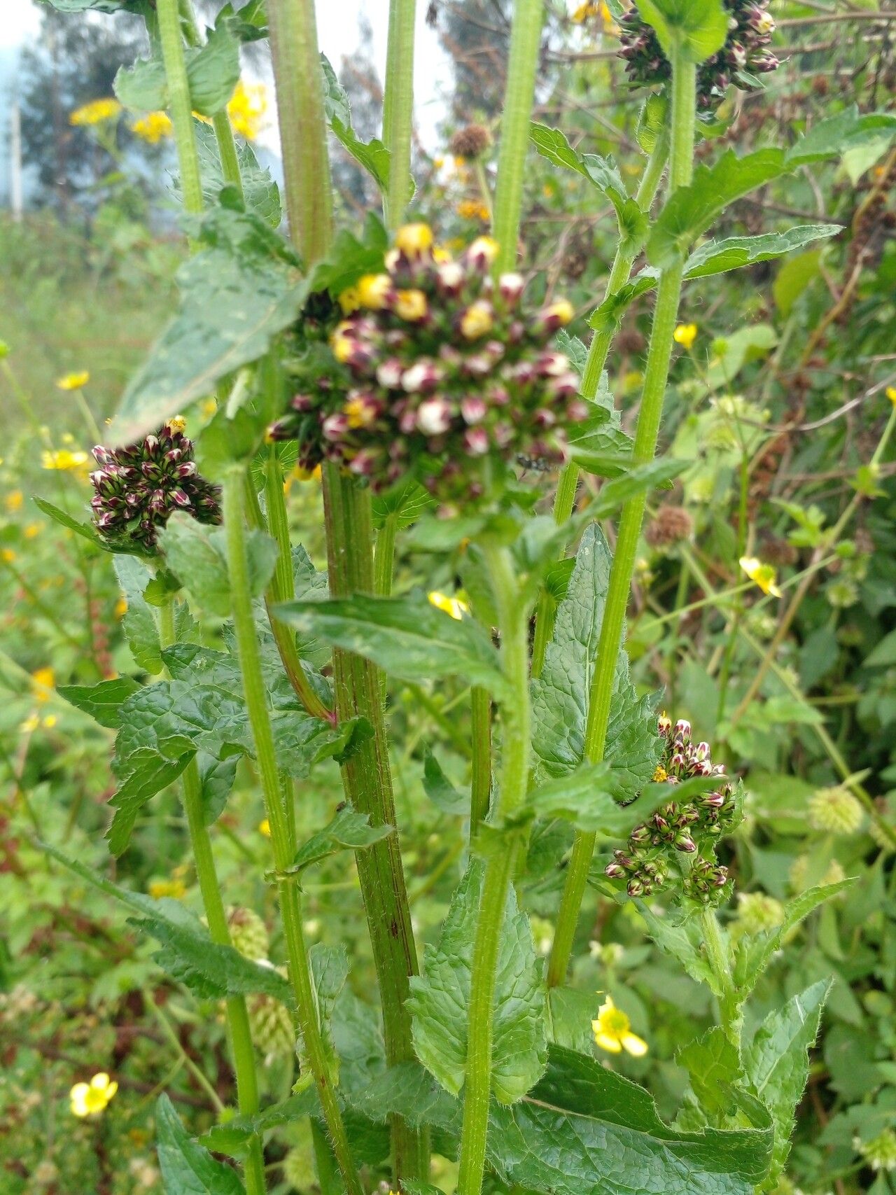 Eschenbachia tigrensis — related species from the same genus