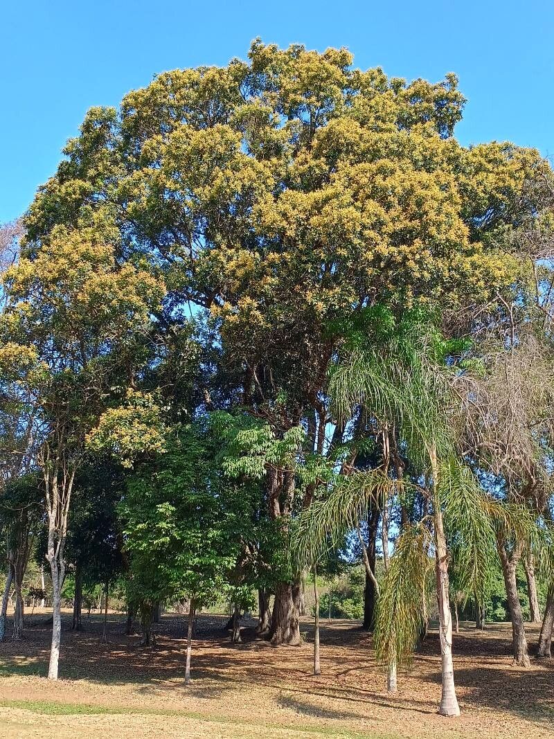Tachigali denudata habit