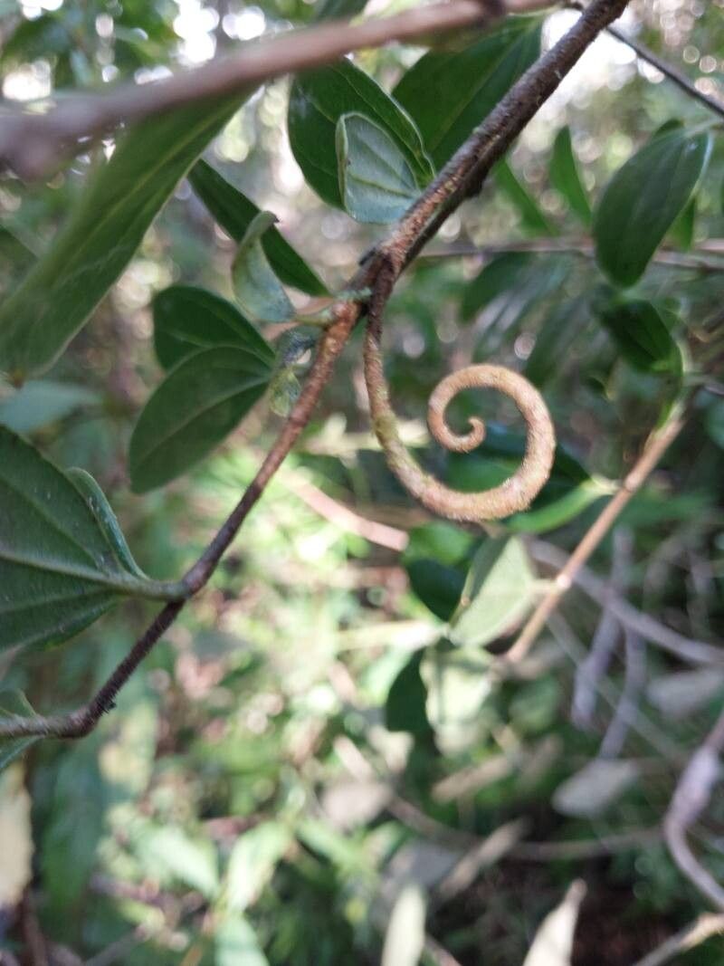 Strychnos diplotricha other