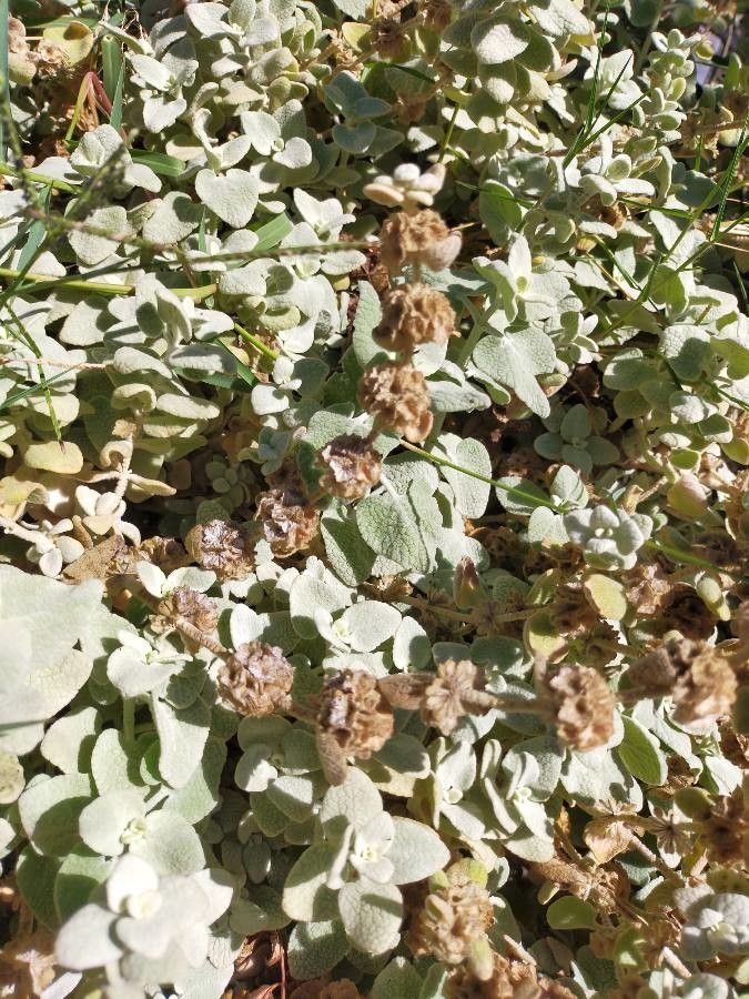 Ballota pseudodictamnus fruit