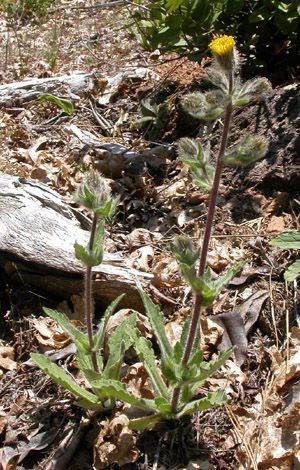 Arnica spathulata habit