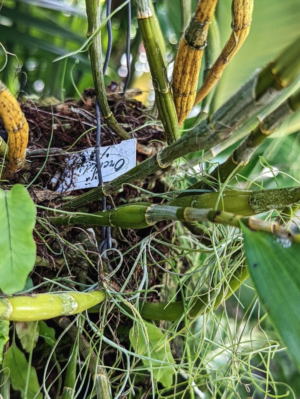 Dendrobium brymerianum bark