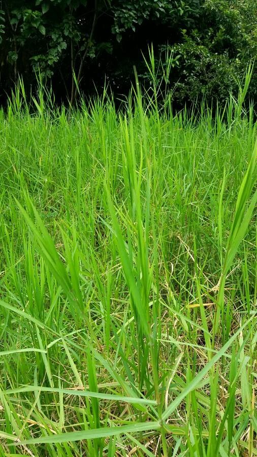 Gladiolus gunnisii — search result for 'Gladiolus'