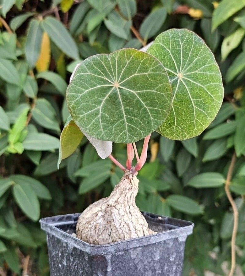 Stephania kaweesakii habit
