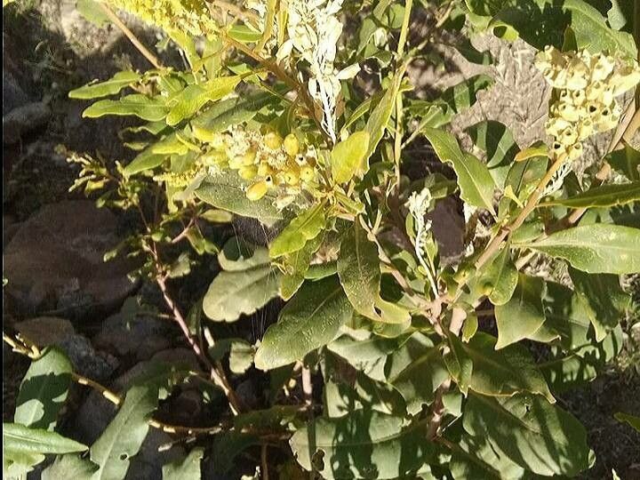 Jatropha variegata flower