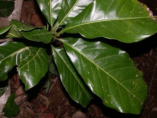 Magnolia inbioana — houseplant care guide