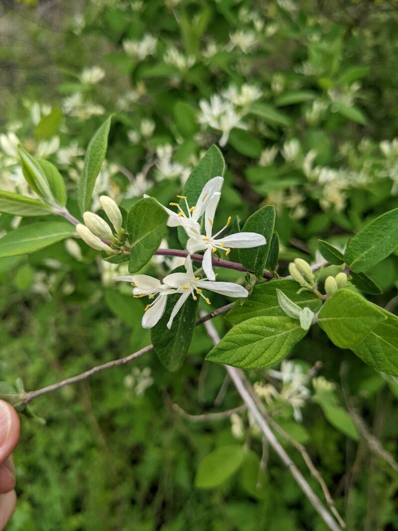Lonicera morrowii flower