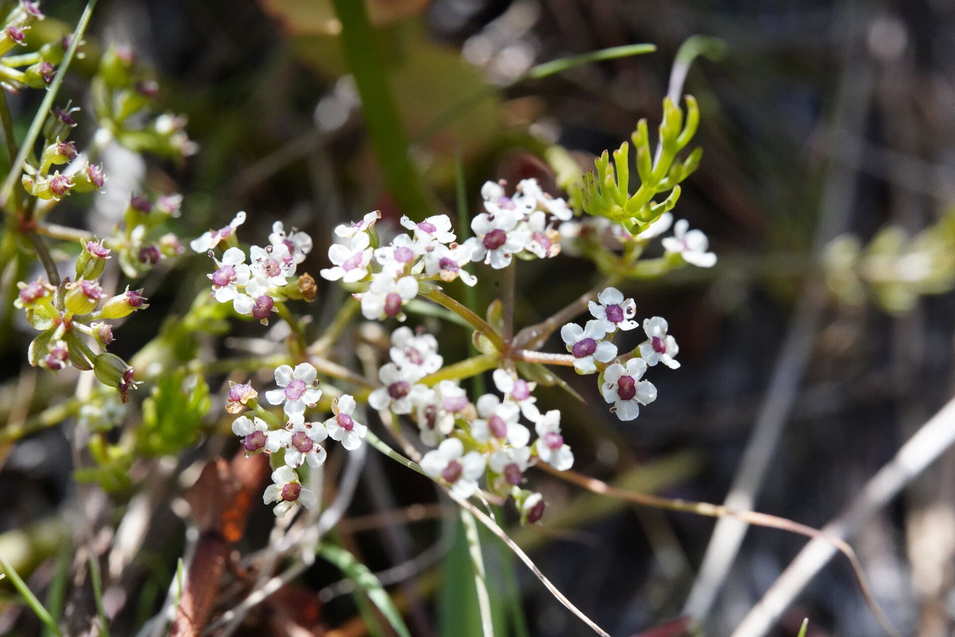 Caropsis verticillatoinundata flower