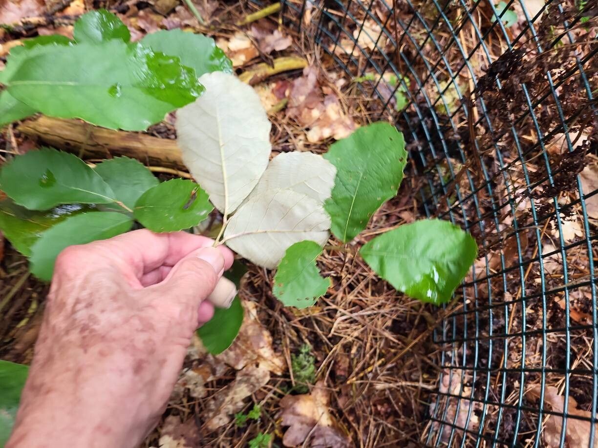 Quercus franchetii leaf