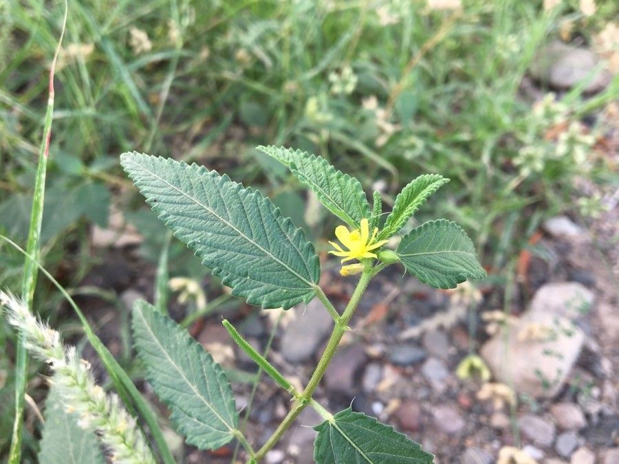 Corchorus hirtus — pet friendly houseplant