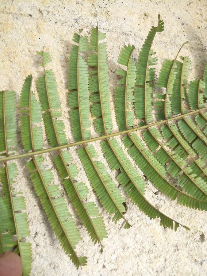 Parkia nitida — search result for 'Parkia'