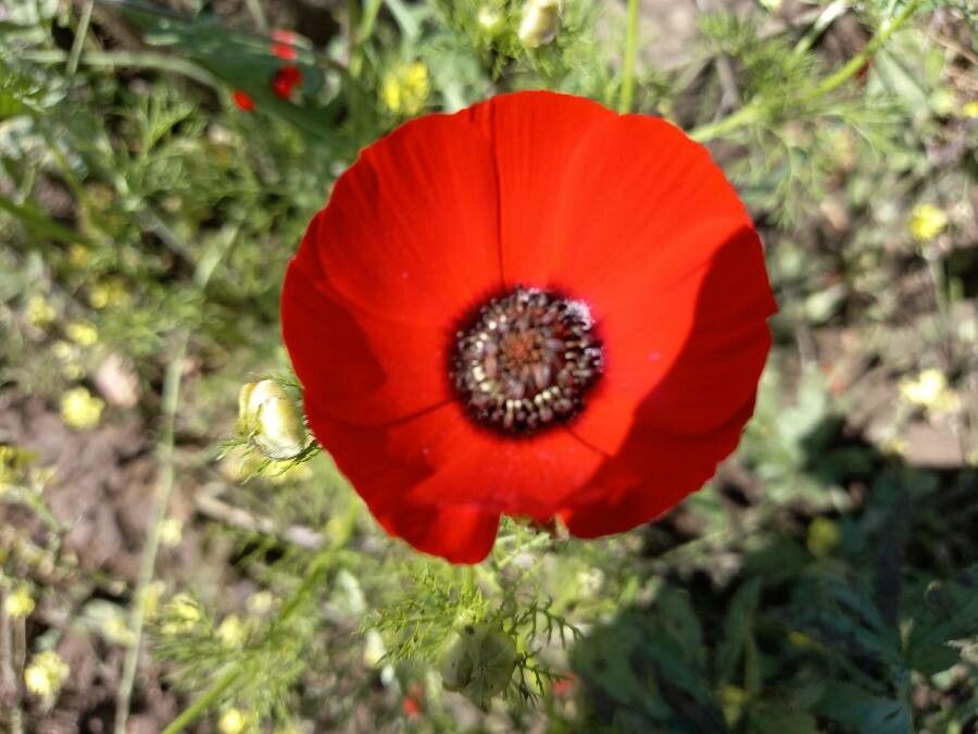 Adonis palaestina — search result for 'Adonis'