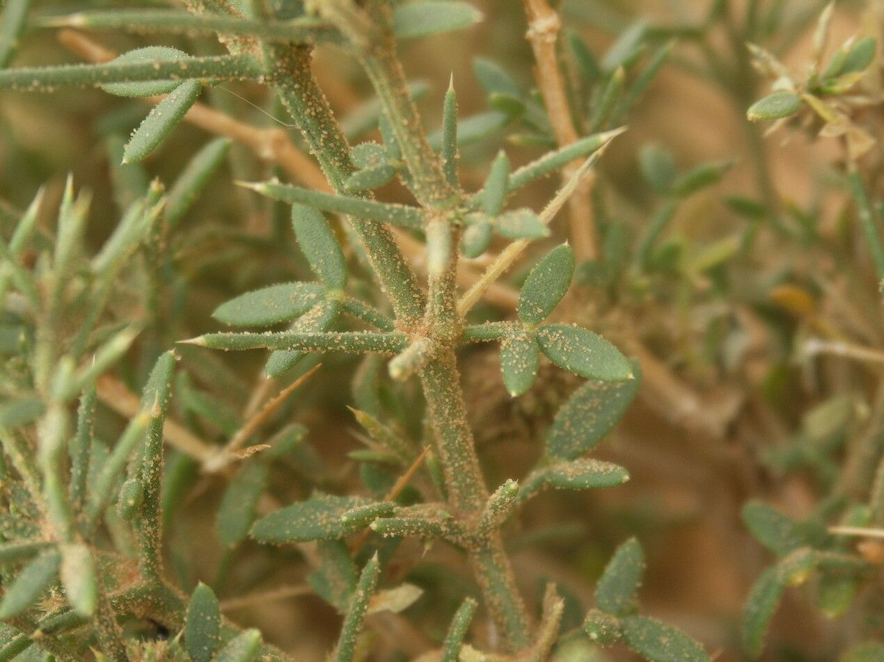 Fagonia arabica leaf