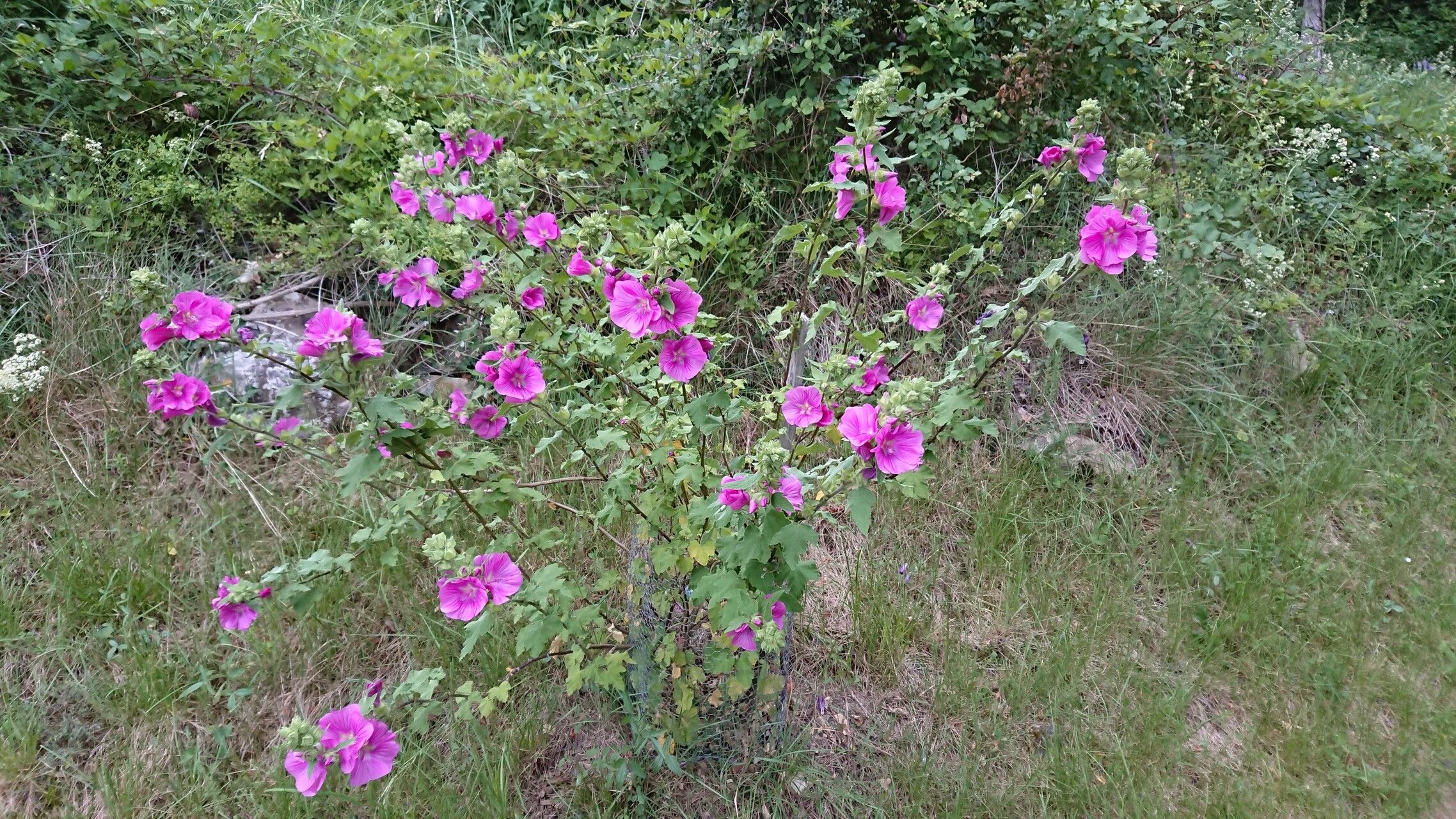 Malva × clementii habit